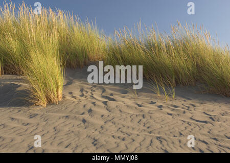 Strand Gras auf einer windigen Strand Biegungen im sanften Wind. Stockfoto