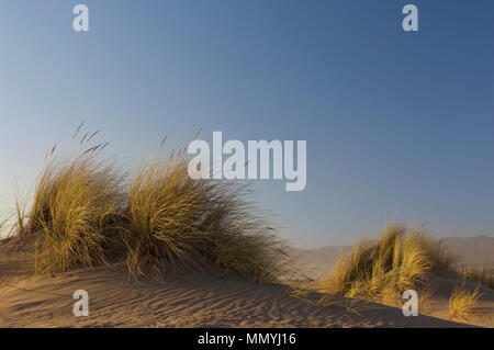 Strand Gras auf einer windigen Strand Biegungen in Wind und Einsamkeit. Stockfoto