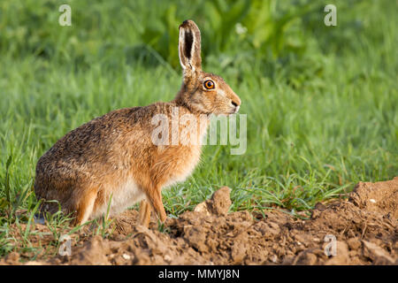 Wild hare portrait Nahaufnahme. Tier am Rande eines Getreidefeld starrte mit seinem hellen Gelb Gelb große Augen balanciert Stockfoto