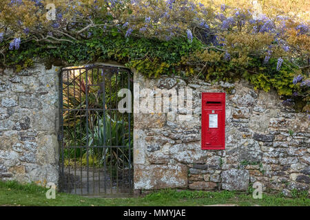 In einem alten roten Briefkasten in einer Steinmauer auf mottistone auf der Isle of Wight mit wunderschönen Glyzinie in voller Blüte montiert, die oben an der Wand. Stockfoto