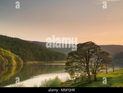 Ein Bild der schönen Bäume im Abendlicht am Ufer des Ladybower Reservoir, Derbyshire, England, Großbritannien Stockfoto