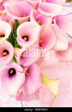 Rosa calla Lilly Stockfoto