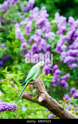 Ring-necked parakeet (Psittacula krameri) in einer South London Garten Stockfoto