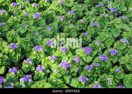 Junge blühenden Sämlinge mit lila Blumen in Töpfe für die blumenbeete der Stadt. Schöne saisonale floral background zu unterschiedlichen Themen Stockfoto