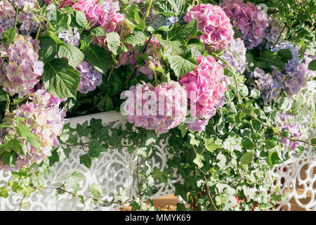 Pink Hydrangea close-up in Weiß openwork Vasen, selektiven Fokus. Natürliche Hydrangea macrophylla, hortensia. Romantische Stadt der Blumen. Blumig romantischen Hintergrund Stockfoto