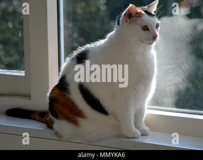 Süße Katze. Schildpatt-weiße Katze. Lapjeskat. Stockfoto