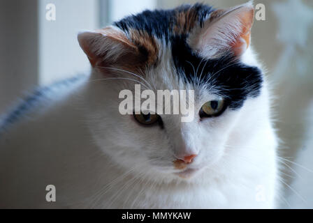 Süße Katze. Schildpatt-weiße Katze. Lapjeskat. Stockfoto