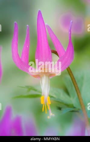 Rosa fawn Lilien, erythronium das revolutum, Honeymoon Bay Ecological Reserve, Vancouver Island, British Columbia, Kanada Stockfoto