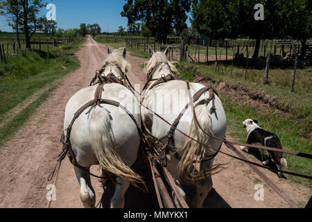 Argentinien, Pampas, San Antonio de Areco. Traditionelle Estancia El Ombu de Areco. Team der Weißen kutsche pferde auf die unbefestigte Straße, die in der Pampa. Stockfoto