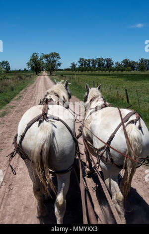 Argentinien, Pampas, San Antonio de Areco. Traditionelle Estancia El Ombu de Areco. Team der Weißen kutsche pferde auf die unbefestigte Straße, die in der Pampa. Stockfoto