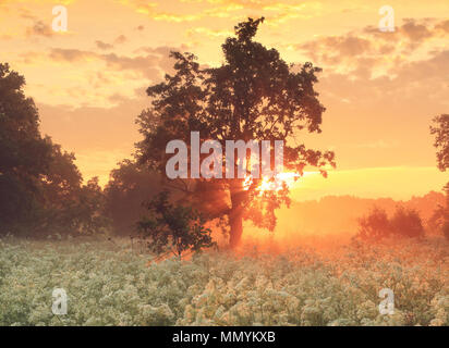 Erstaunlich Sonnenaufgang über Wiese in der Blüte. Sommer Landschaft. Scheint die Sonne durch den Nebel auf wilden Blumen. Stockfoto