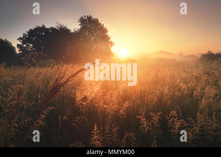 Warme Sommer Landschaft. Sonnige Natur. Natürliche Sommer Szene mit Spinnennetz close-up und in den frühen Morgenstunden. Stockfoto