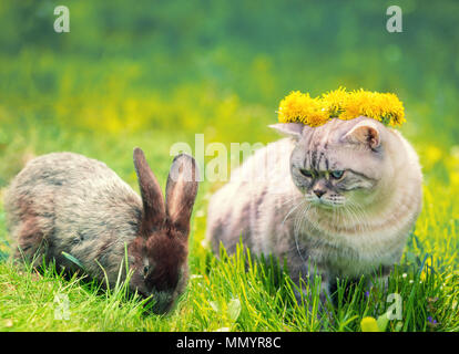 Weiße Katze und braun Kaninchen sitzen zusammen auf grünem Gras im Frühling. Ostern Konzept. Cat gekrönt mit Löwenzahn Rosenkranz Stockfoto