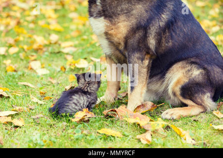 Ein großer Hund und ein kleines Kätzchen sind die besten Freunde, die zusammen im Freien spielen. Sie sitzen nebeneinander auf der Wiese im Herbst Stockfoto