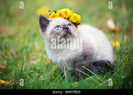 Kleines Kätzchen, mit Blumenkranz gekrönt, draußen im Garten Stockfoto