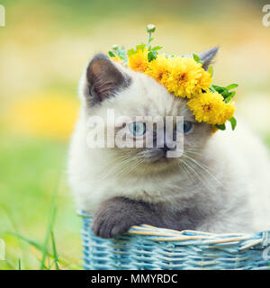 Ein kleines Kätzchen, mit einem Blumenkranz gekrönt, sitzt in einem Korb im Garten Stockfoto