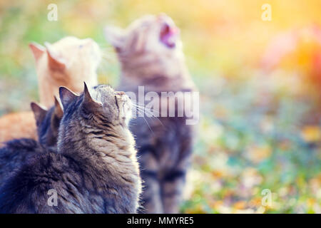 Gruppe von Katzen im Herbst Garten suchen Stockfoto