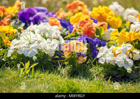 Blüte Stiefmütterchen Blumen im Garten Stockfoto