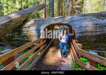 Giant Sequoia Wald - die größten Bäume auf der Erde im Sequoia National Park, Kalifornien, USA Stockfoto