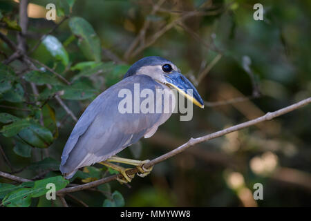 Boot-billed Heron - Cochlearius cochlearius, blau grauen Reiher aus der Neuen Welt frisches Wasser und Mangroven, Costa Rica Stockfoto