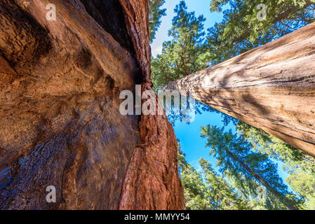 Giant Sequoia Wald - die größten Bäume auf der Erde im Sequoia National Park, Kalifornien, USA Stockfoto