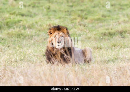 Alert lion Uhren durch das lange Gras der Masai Mara, Kenia. Vorderansicht des jungen männlichen Erwachsenen. Stockfoto