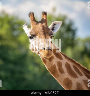 Der Blick auf eine Giraffe gegen grüne Laub und blauer Himmel. Stockfoto