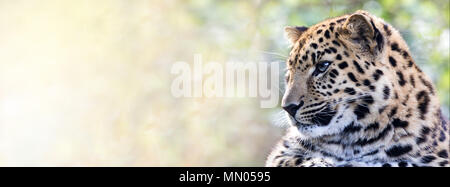 Junge Erwachsene Amur Leopard. Eine Art von Leopard indigenen nach südöstliches Russland und Nordosten Chinas, und als vom Aussterben bedroht aufgeführt. Platz für t Stockfoto