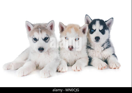 Welpen Siberian Husky vor weißem Hintergrund Stockfoto