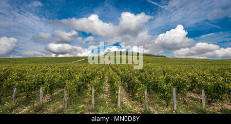 Der Grand Cru die Weinberge von Chablis, Burgund, Frankreich Stockfoto