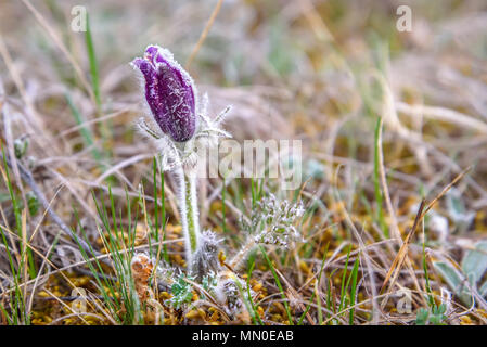 Schönen Frost auf einen flauschigen lila Blüte Schneeglöckchen (pulsatilla patens) Schließen - bis in den frühen Morgen im Frühling Stockfoto