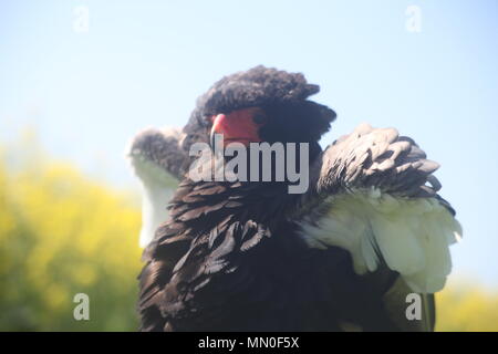 Diese Fotos wurden bei Eagle Heights Wildlife Park genommen Stockfoto