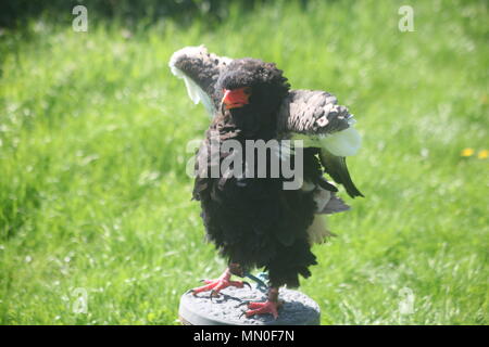 Diese Fotos wurden bei Eagle Heights Wildlife Park genommen Stockfoto