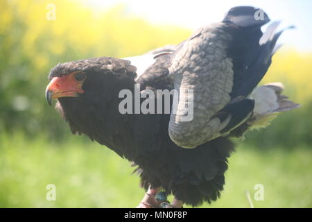 Diese Fotos wurden bei Eagle Heights Wildlife Park genommen Stockfoto