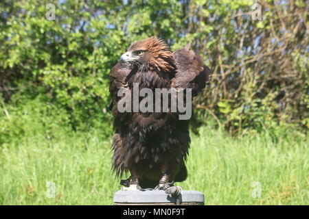 Diese Fotos wurden bei Eagle Heights Wildlife Park genommen Stockfoto