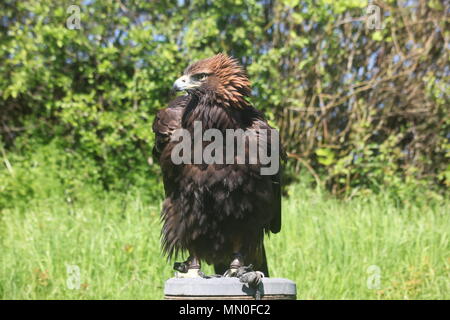 Diese Fotos wurden bei Eagle Heights Wildlife Park genommen Stockfoto