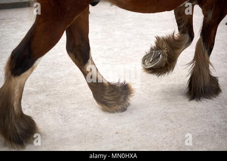 Ein braunes Pferd mit weißen fesseln Spaziergänge Vergangenheit auf trockenen, staubigen Boden mit einem Metall horse shoe Stockfoto