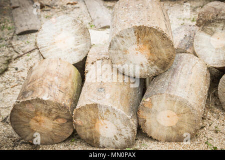 Gesägt Protokolle auf Brennholz liegen auf Sägemehl Stockfoto