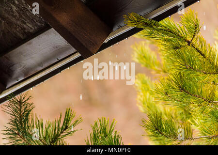 Wasser tropft von der Kante des Daches über dem Zweigen von Pinien closeup Stockfoto