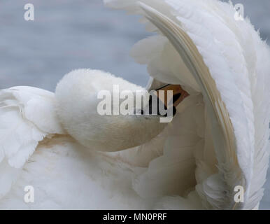 Schwan putzen unter ihre Fittiche Stockfoto