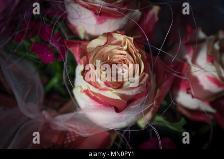 Schöne Rosen in Nahaufnahme Stockfoto