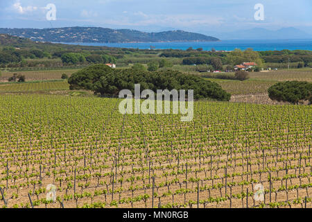 Blick über Weinreben Bestände am Golf von Saint Tropez, Cote d'Azur, Départements Var, Provence-Alpes-Côte d'Azur, Südfrankreich, Frankreich, Europa Stockfoto