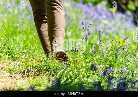 Wandern auf einem Feld von glockenblumen im Frühling. Stockfoto