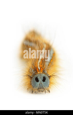 Der Lakai motte Caterpillar, Malacosoma eulengattung, in North Dorset England UK GB gefunden und in einem Studio fotografiert auf einem weißen Hintergrund. Stockfoto