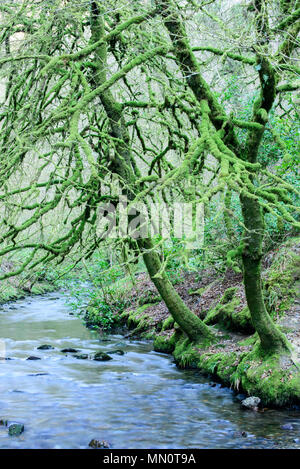 Zwei Bäume, die in Moos und Flechten am Fluss im Winter Sonnenlicht gedeckt sind. Stockfoto