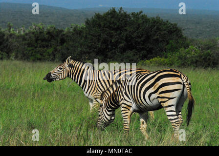 Afrikanische Safari - EIN ungeschminkter Nahschuss von zwei wilden Zebras. Notieren Sie sich die mit der ausgestochenen Lippe. . . niedlich! Stockfoto