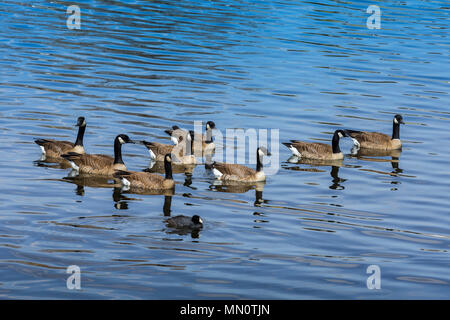 Kanada Gänse auf See in O'Kane Park, Lakewood, Colorado, USA. Stockfoto