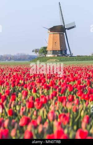 Bereich der roten Tulpen und Windmühle auf dem Hintergrund. Koggenland, Provinz Nordholland, Niederlande. Stockfoto