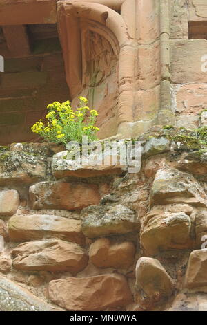 Die imposanten Ruinen von Schloss Kenilworth gehören Mortimer's Turm, von Leicester Torhaus, die Halten & Große Halle; hochfliegende Bögen & rocky Türme erkunden Stockfoto