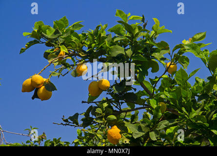 Zitronen in einem Lemon Tree vor blauem Himmel Stockfoto